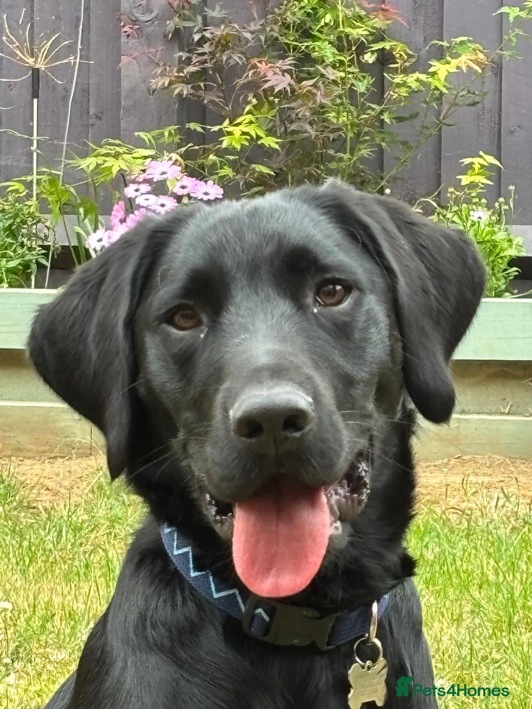 Labrador Retriever dogs for stud: Proven, KC Reg, fully health tested Labrador stud - Image 13