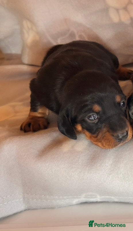 Miniature Dachshund dogs for sale: Stunning litter of mini dachshund puppies  - Advert 3