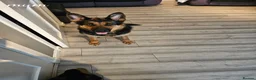 German Shepherd dogs for sale: GLENCONNER GERMAN SHEPHERDS  - Advert 1