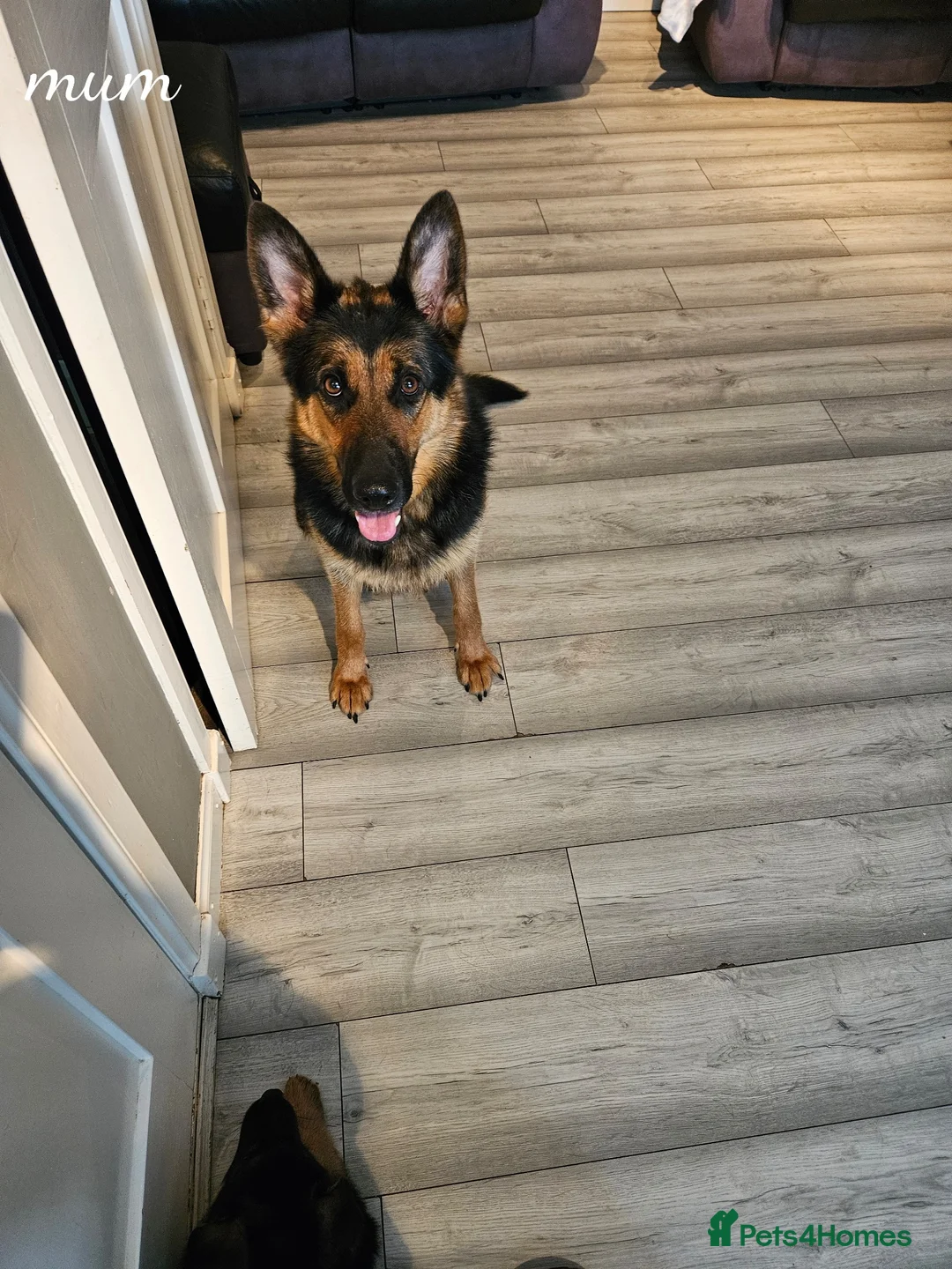 German Shepherd dogs for sale: GLENCONNER GERMAN SHEPHERDS  - Advert 1