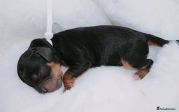Cavapoo dogs for sale: Extensively health tested very rare F1 Cavapoos - Image 19