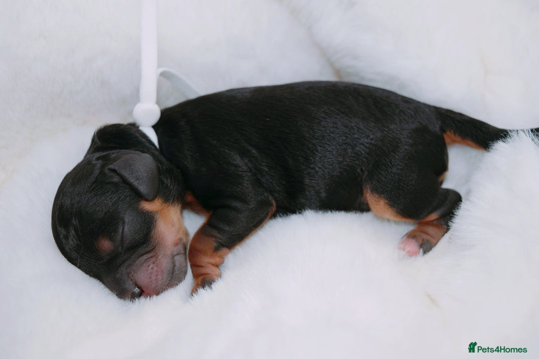 Cavapoo dogs for sale: Extensively health tested very rare F1 Cavapoos - Image 19