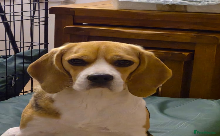 Beagle dogs - Advert 1