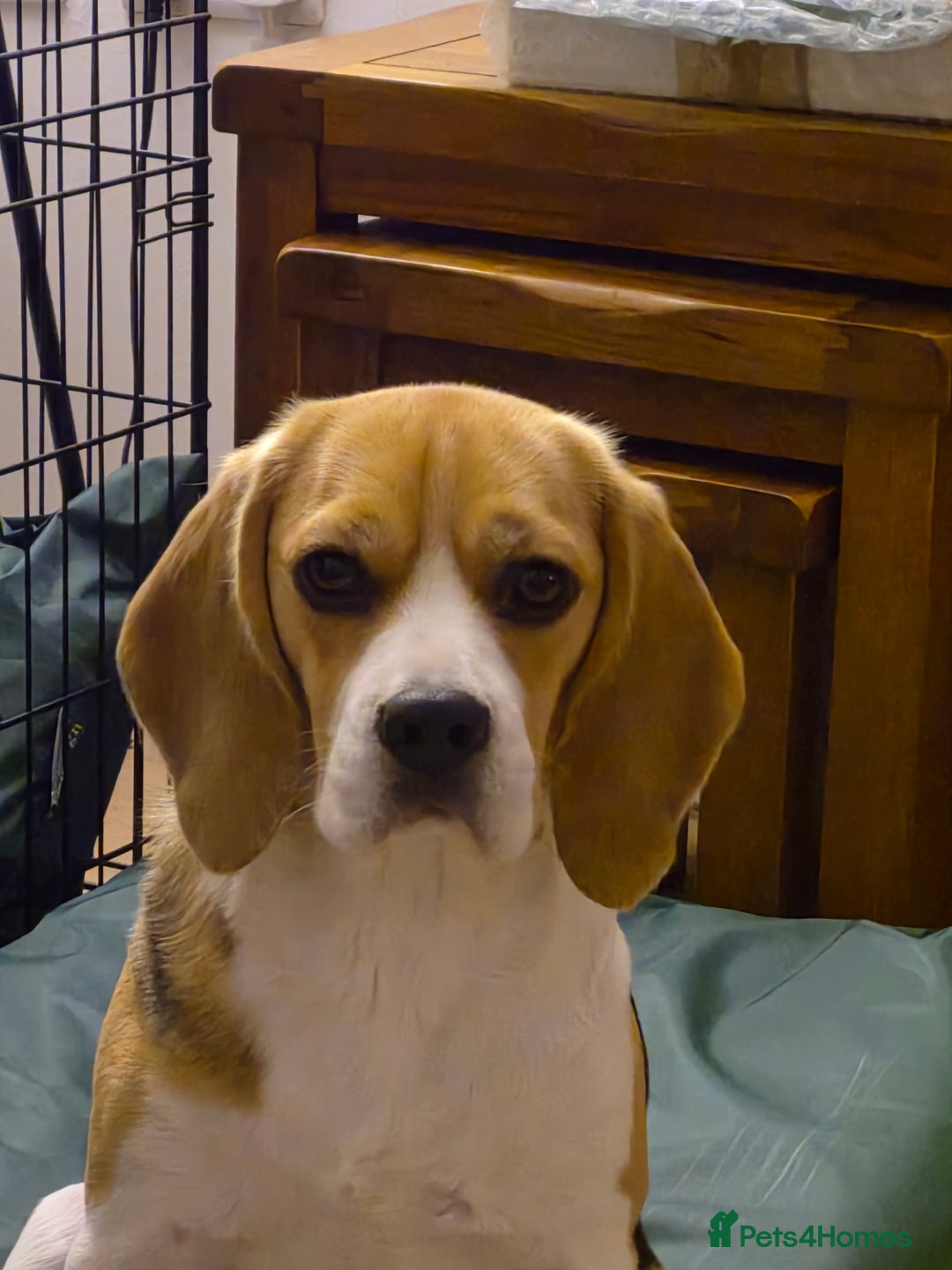Beagle dogs for sale: 2 and a half year old beagle  - Image 1