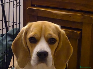 Beagle dogs - Advert 2