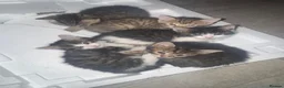 British Shorthair cats for sale: 5 Beautiful Kittens Available End Of June - Advert 14