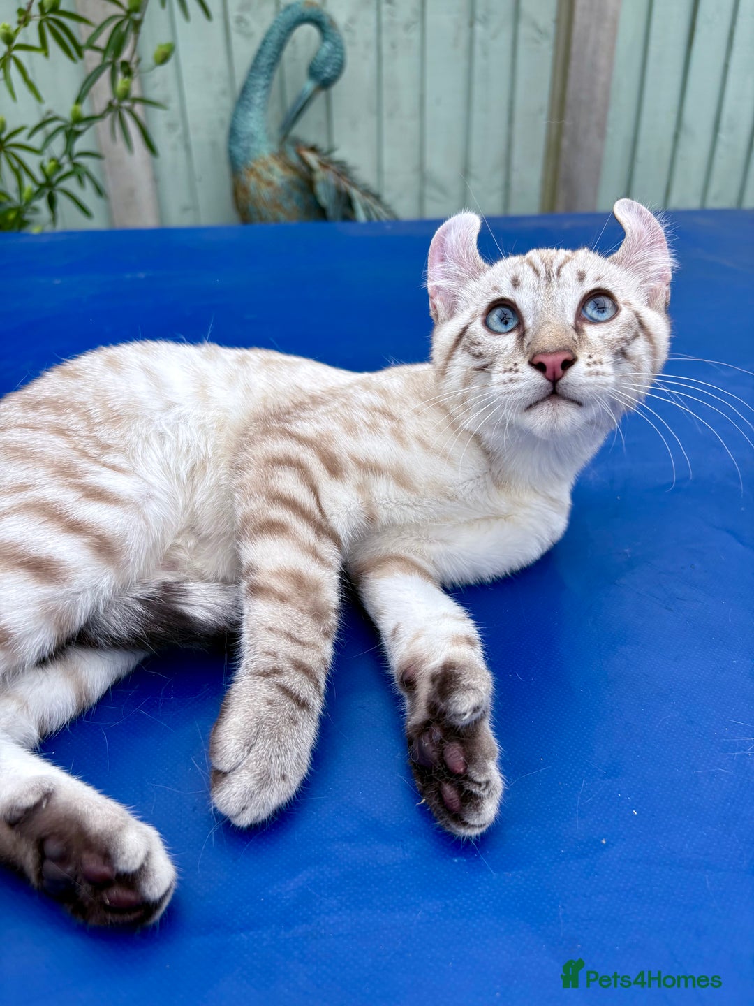 Keetso cats for sale: The best Keetso boy ever  - Image 15