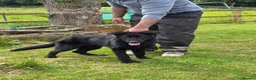 German Shepherd dogs for sale: Elite DDR / Czech Working Line GSD Pups in Ashton-under-Lyne - Advert 27