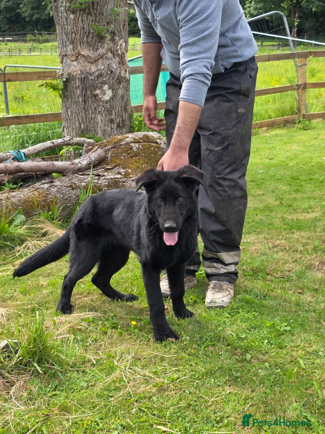 German Shepherd dogs for sale: Elite DDR / Czech Working Line GSD Pups in Ashton-under-Lyne - Advert 27