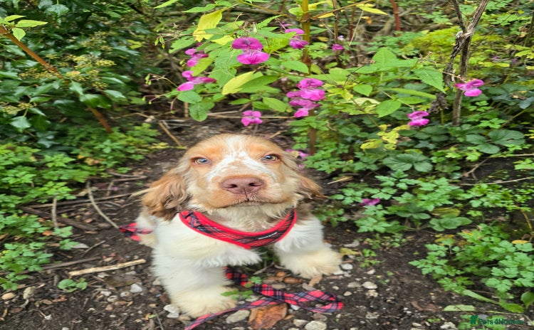 Cocker Spaniel dogs - Advert 2
