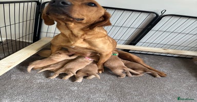 Labrador Retriever dogs in Havant - Advert 15