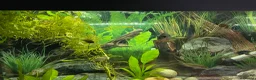 Cichlids fish for sale: Kribensis Fry (2-4cm) - Healthy Home Bred  in Stourbridge - Advert 2