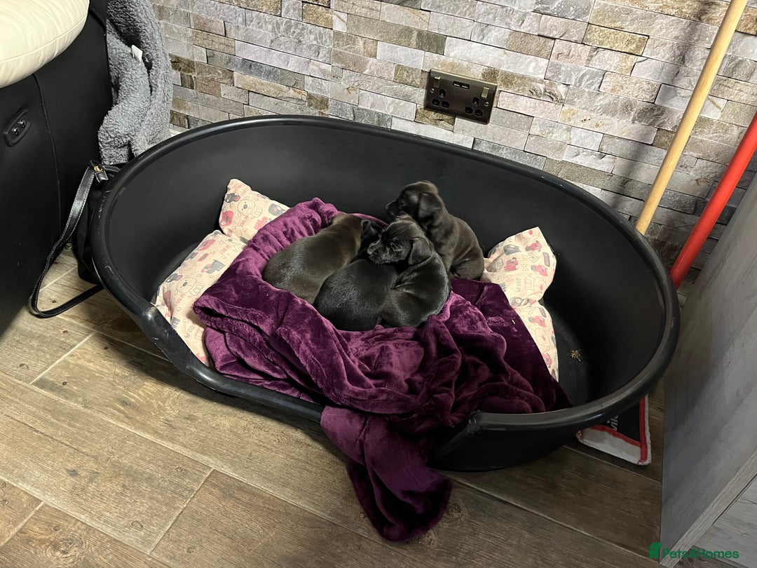 Patterjack dogs for sale: Patterdale Cross Jack Russells - Image 8