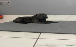 Staffordshire Bull Terrier dogs for sale: Blue staff puppies  - Image 4