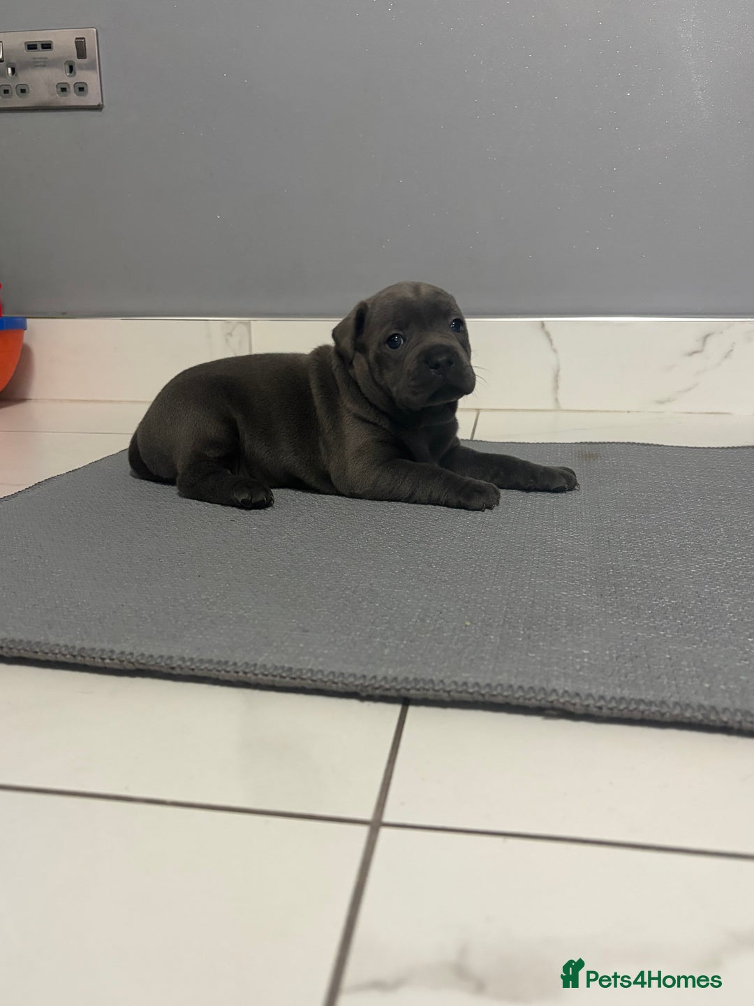 Staffordshire Bull Terrier dogs for sale: Blue staff puppies  - Image 4