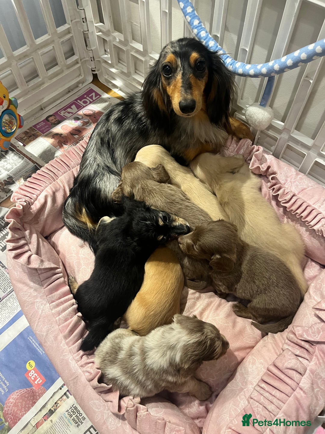 Miniature Dachshund dogs for sale: KC Cream long haired miniature dachshund puppies - Image 12