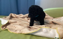 Mixed Breed dogs for sale: Poodle x - Advert 5
