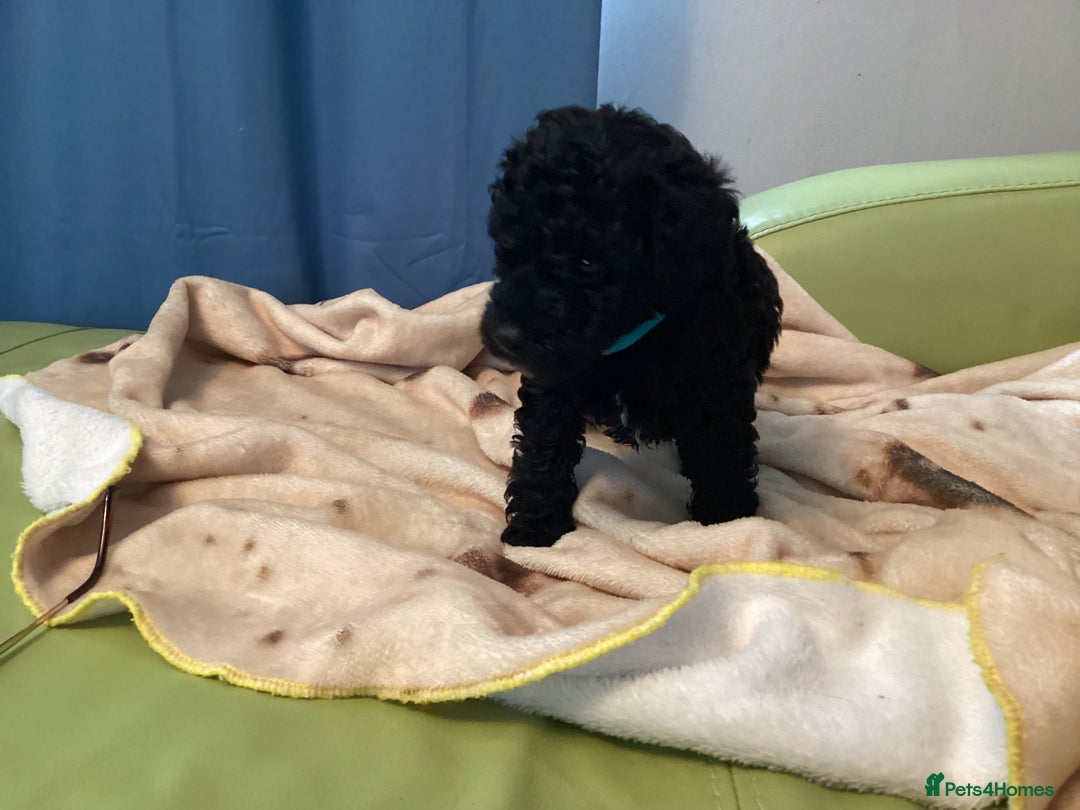 Mixed Breed dogs for sale: Poodle x - Advert 5