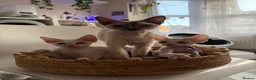 Devon Rex cats for sale: Devon Rex Kittens – Two Boys & One Girl ❤️ - Advert 17