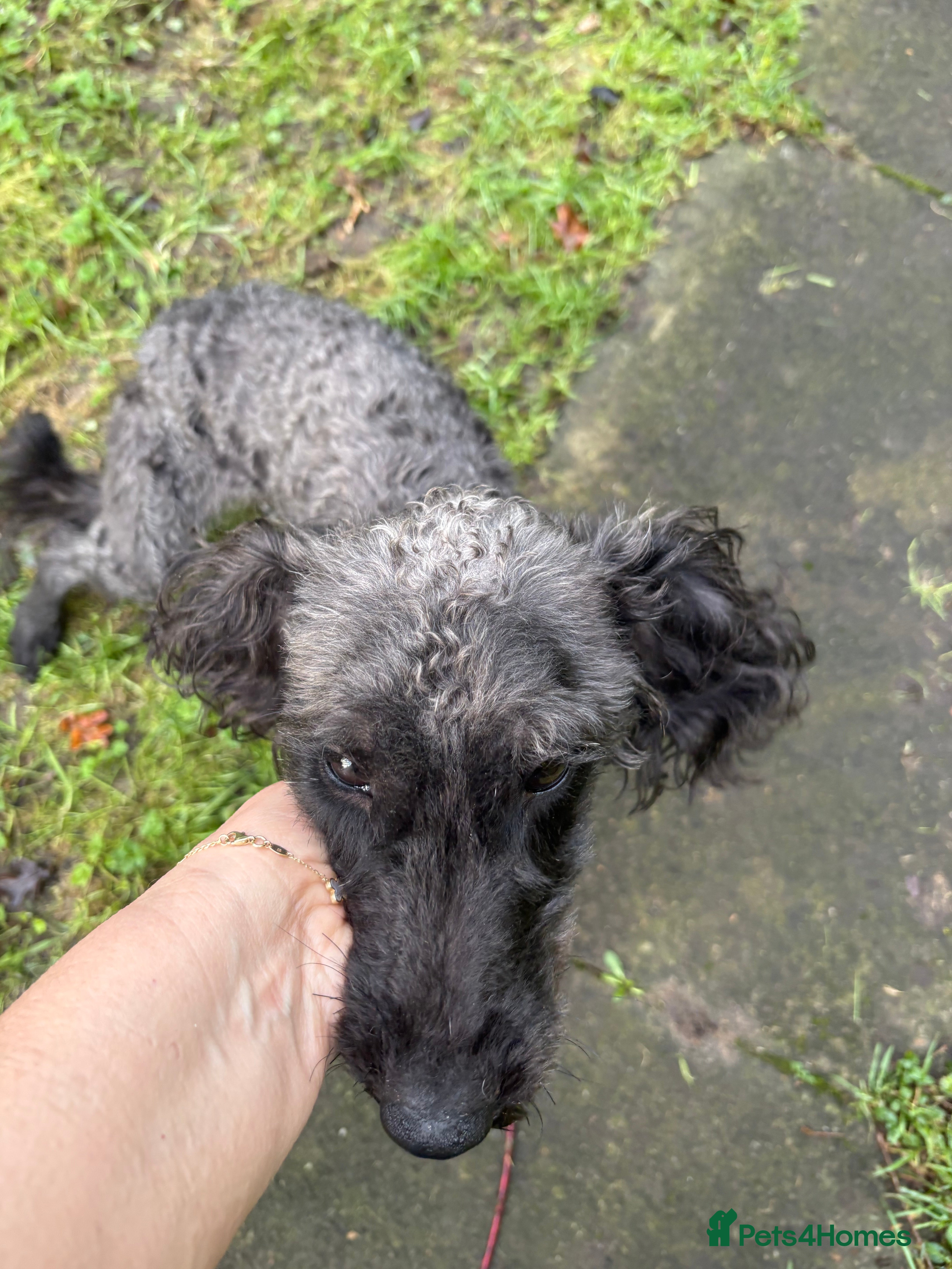 Mixed Breed dogs Bedlingtonxpoodle 10 months old  - Advert 1