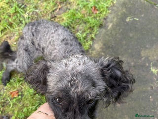 Mixed Breed dogs Bedlingtonxpoodle 10 months old - Advert 1