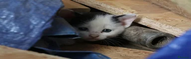 Mixed Breed Kitten 5