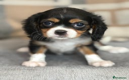 King Charles Spaniel dogs for sale: Beautiful cavalier puppies  - Image 18