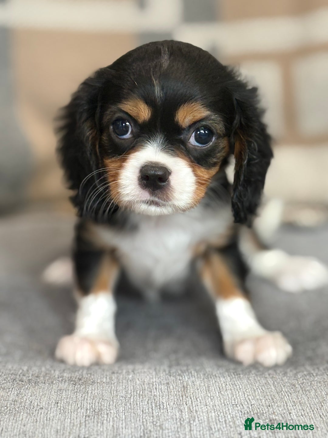 King Charles Spaniel dogs for sale: Beautiful cavalier puppies  - Image 18