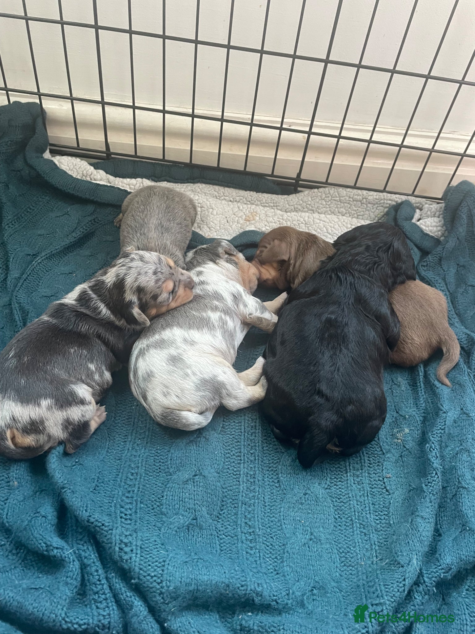 Mixed Breed dogs Beautiful Dachshund, French bulldog hybrid puppy - Advert 1