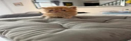 Persian cats for sale: 🐾 Beautiful Persian Kittens – Ready Soon 🐾 - Advert 3
