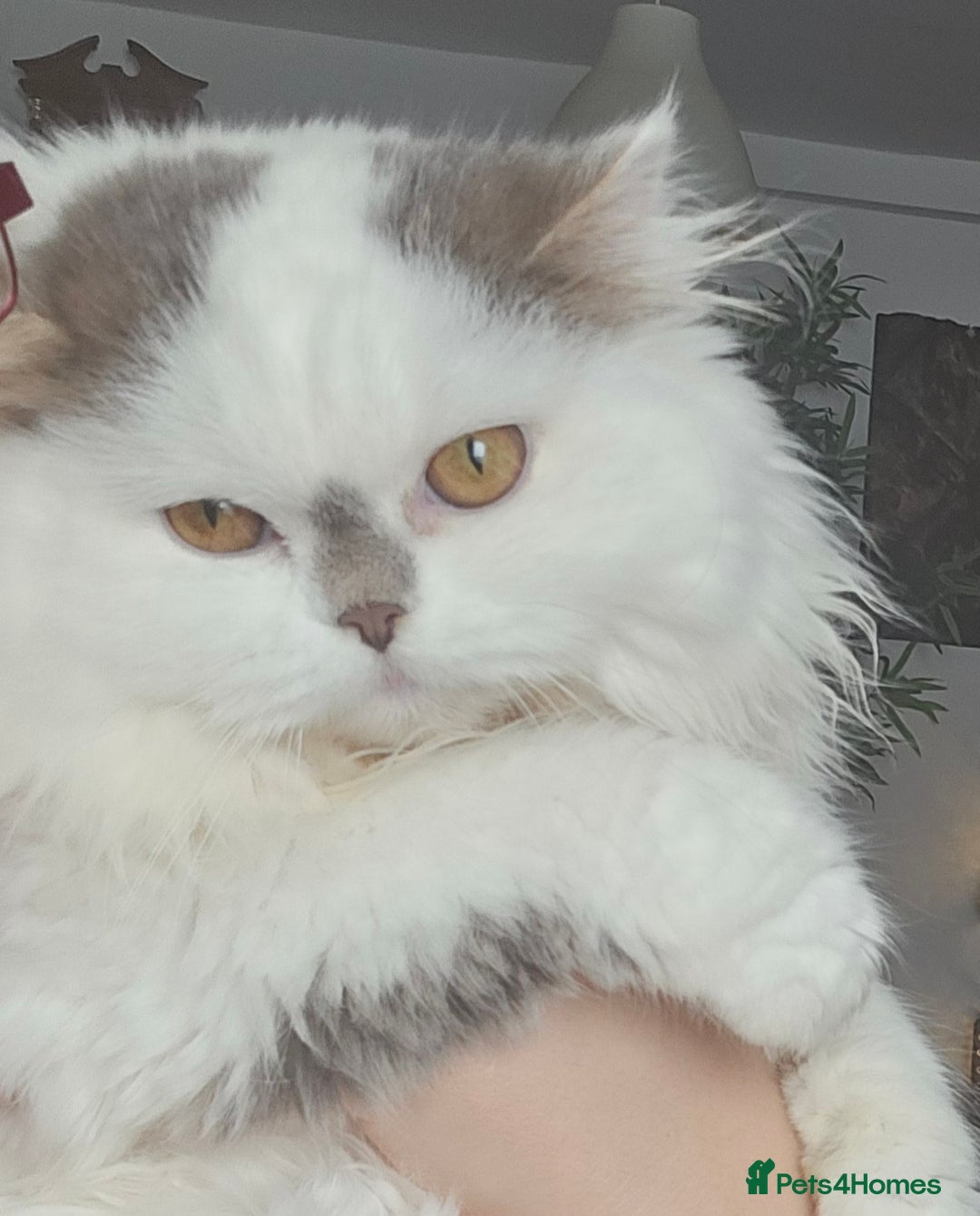 Scottish Fold cats for sale: A very beautiful Scottish Fold kitten - Advert 3