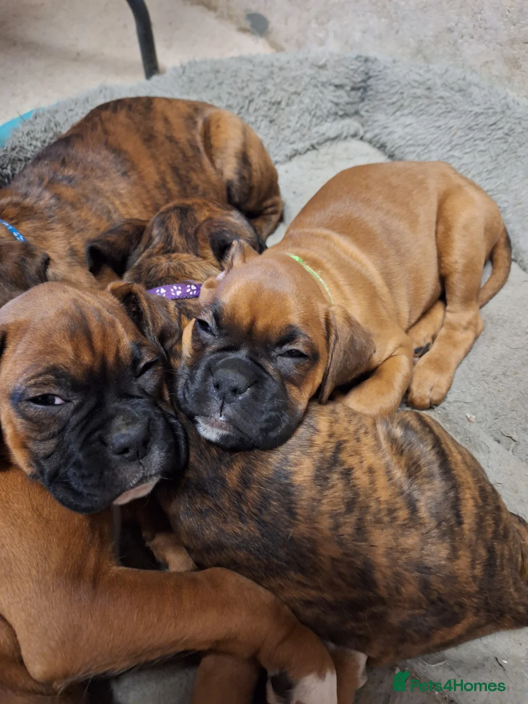 Boxer dogs for sale: Boxer puppies kc registered 5 star licence  - Advert 12
