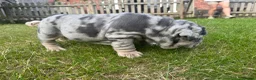 English Bulldog dogs for sale: Top Quality English Bulldog Pups Not Your Usual  in Colchester - Advert 36