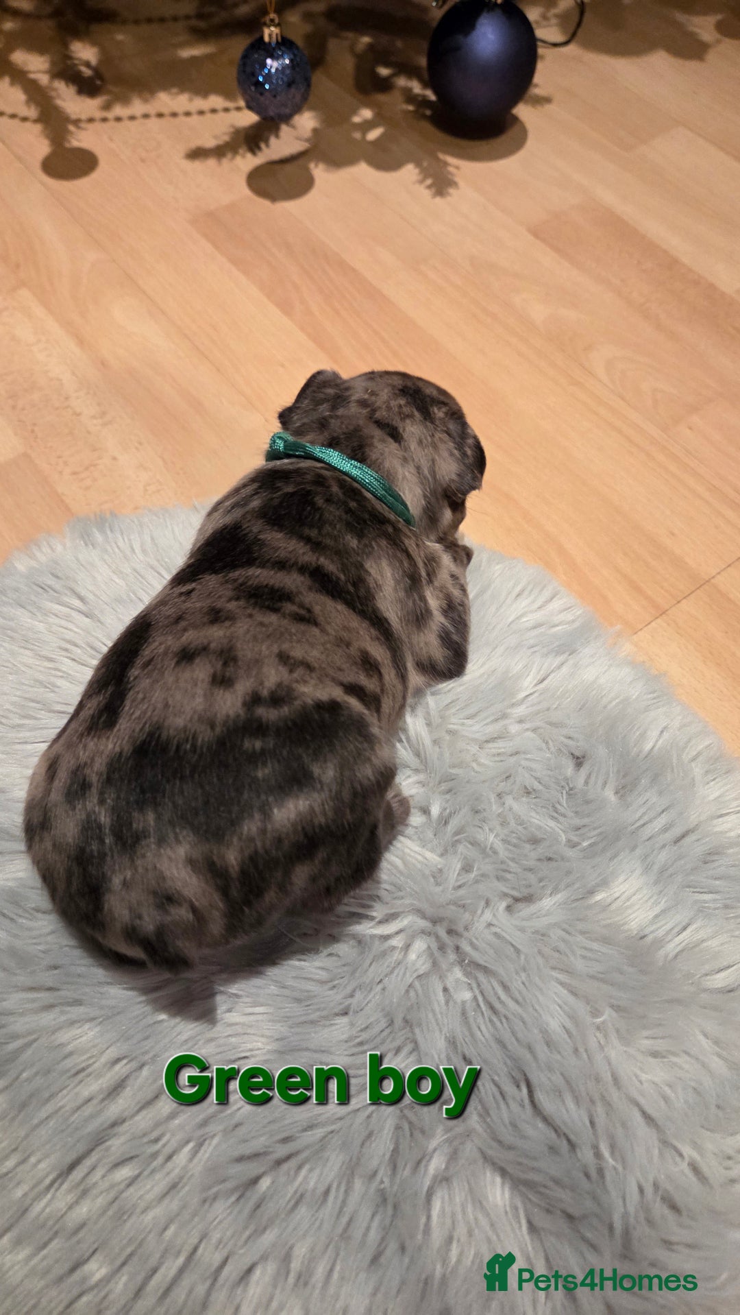 French Bulldog dogs for sale: Adorable French Bulldog puppies  - Advert 8