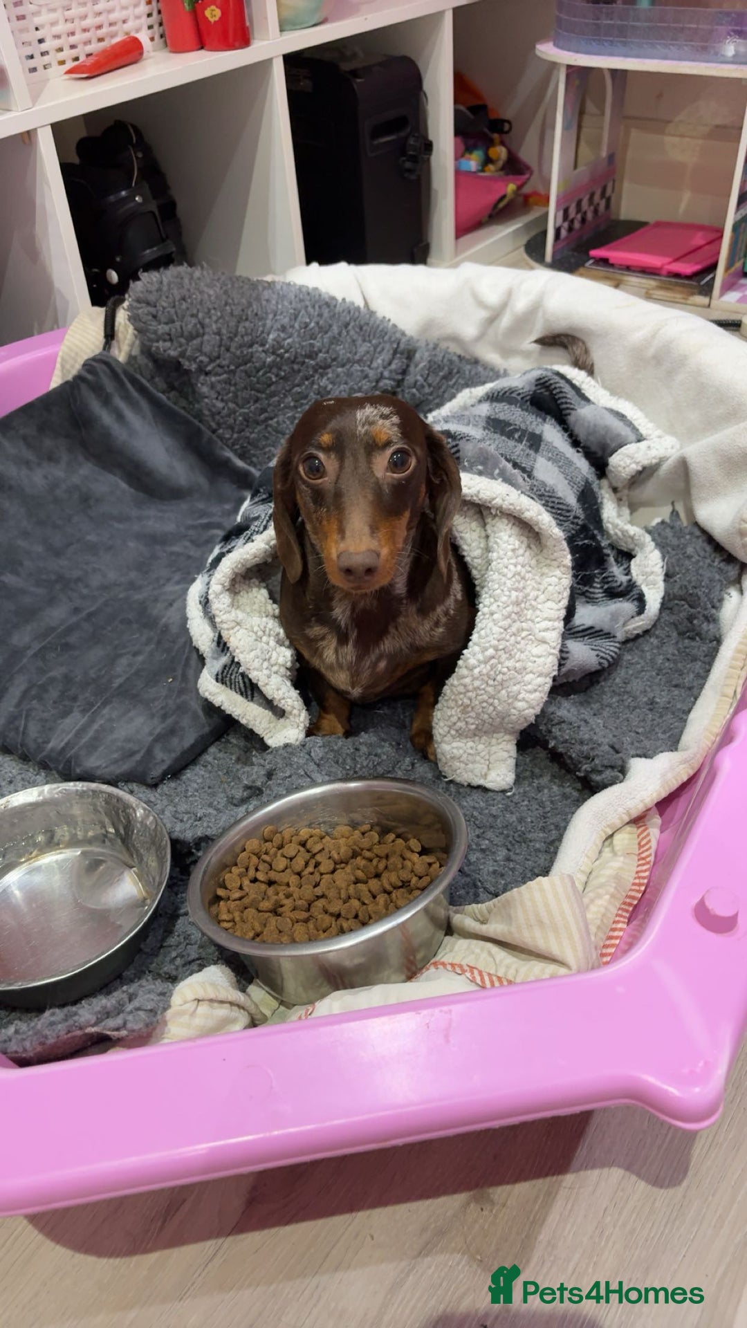 Miniature Dachshund dogs for sale: Beautiful Miniatire Dachshunds  - Advert 4