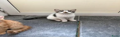 Current name - Mr Whiskers