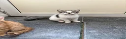 Mixed Breed cats for sale: 5 beautiful kittens ready for new home - Advert 14