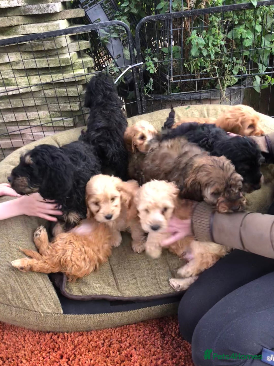 Cockapoo dogs for sale: Beautiful cockapoo f1 puppies - Image 9