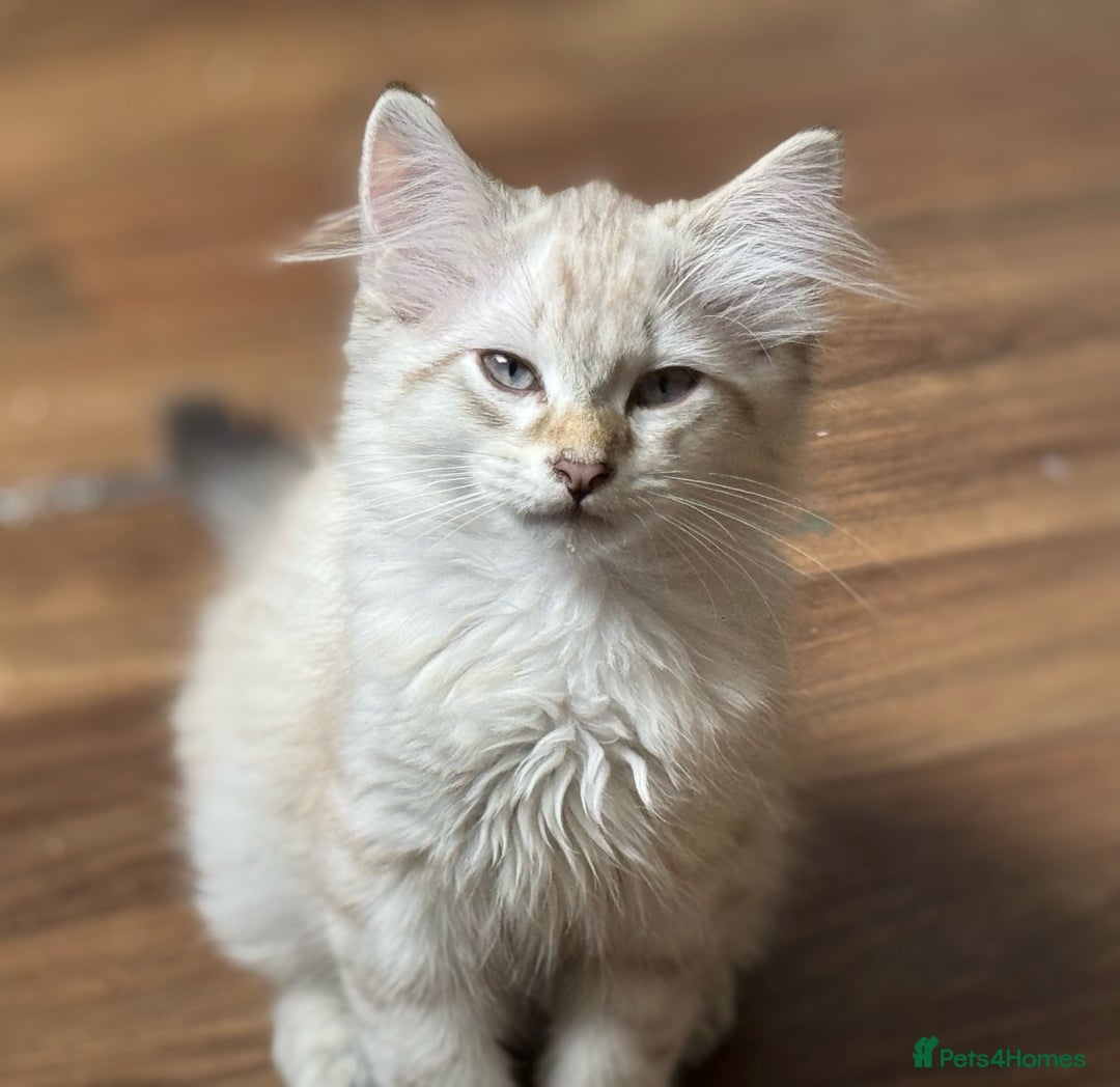 Siberian cats for sale: Two male  Siberian kittens - Image 5