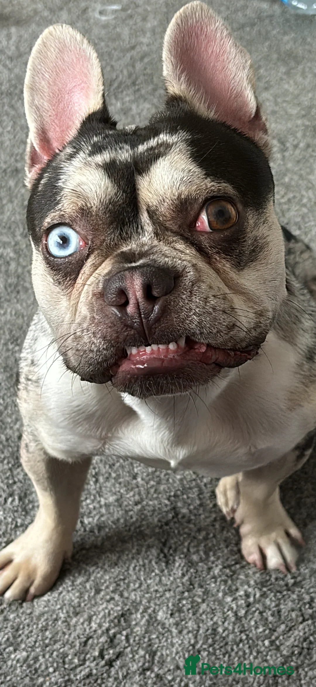 French Bulldog dogs for stud: Stud Wanted for Black & Tan Merle - No Merles in Birmingham - Advert 4