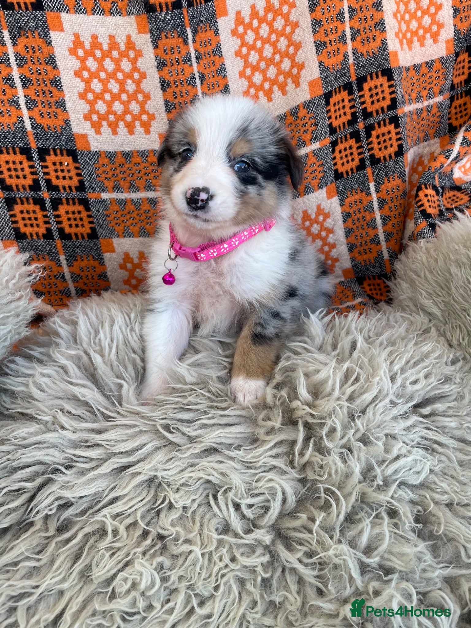 Australian Shepherd dogs Boys and girls available  - Advert 1