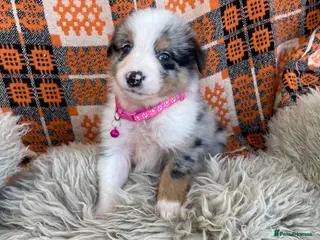 Australian Shepherd dogs Boys and girls available - Advert 10