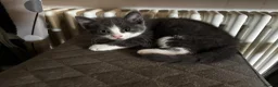 Mixed Breed cats for sale: 2 beautiful grey and white fluffy boys - Advert 3