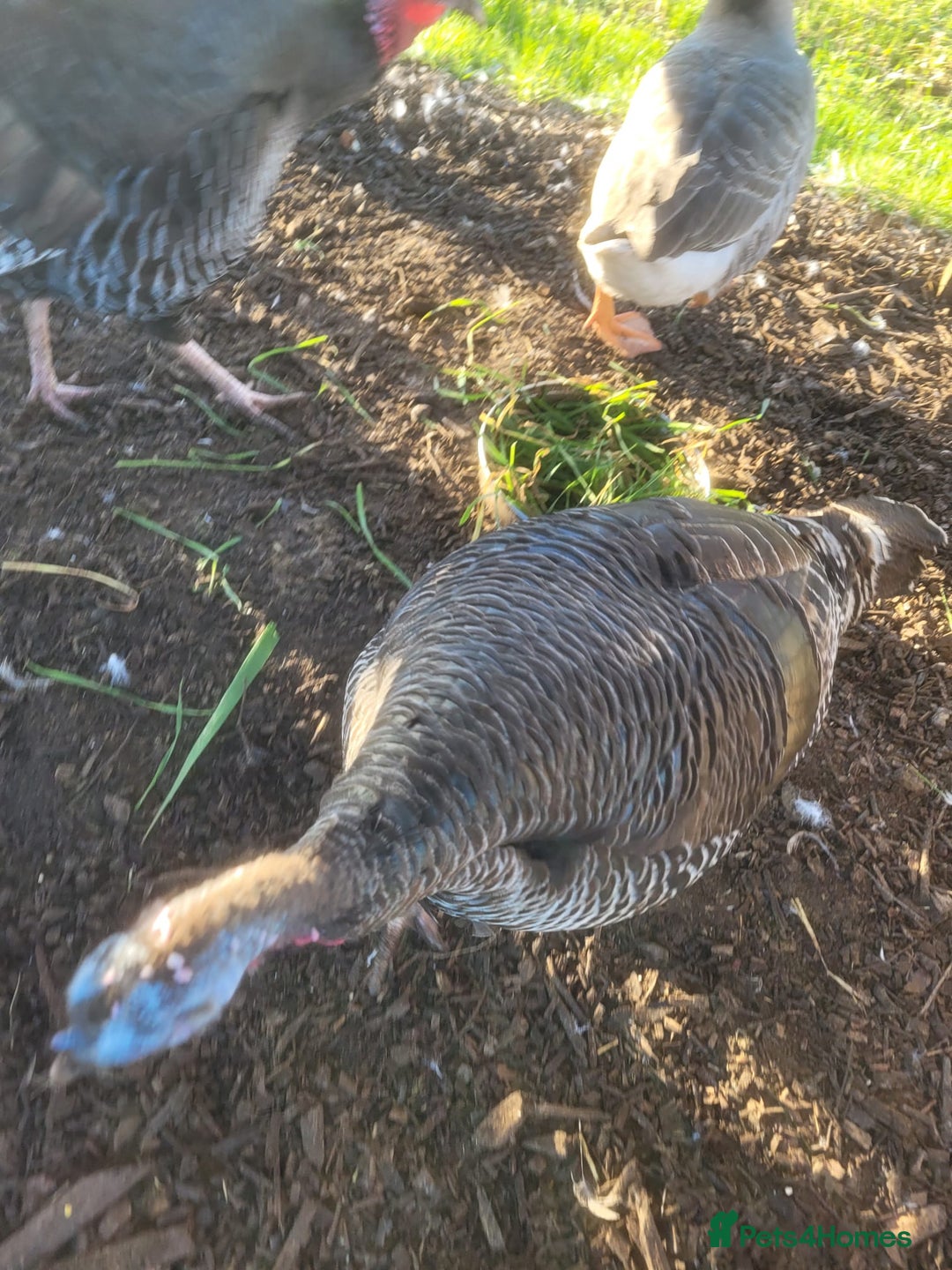 Turkeys poultry for sale: Female turkey for sale  - Advert 2