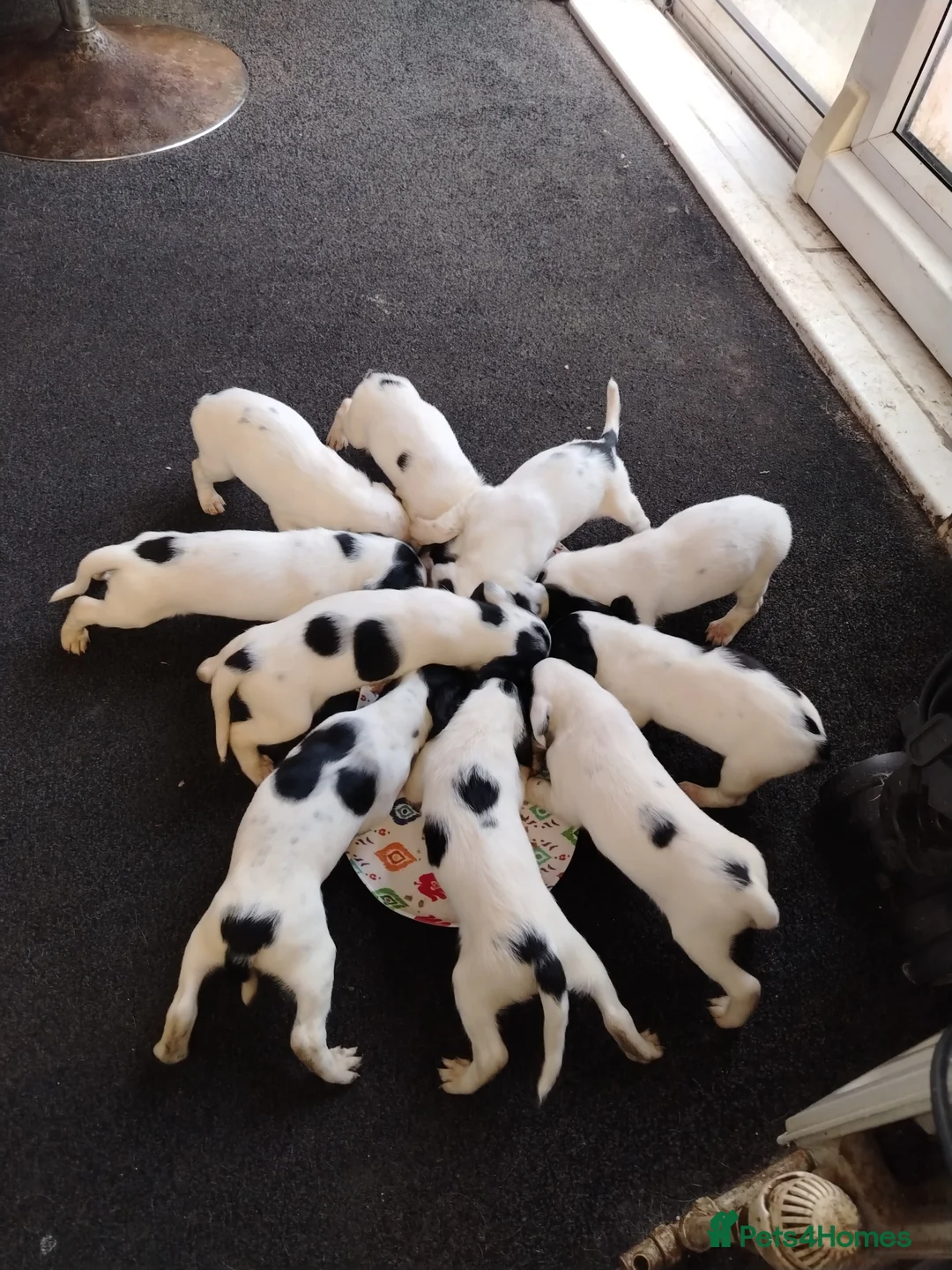 Mixed Breed dogs for sale: Foxhound cross english Springer spaniel  in Barnsley - Advert 2