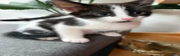 Mixed Breed cats for sale: Kittens x4 - Advert 5