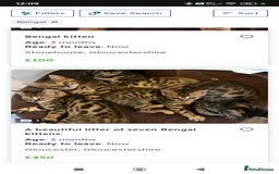 Bengal cats for sale: Male Bengal kitten  - Image 7