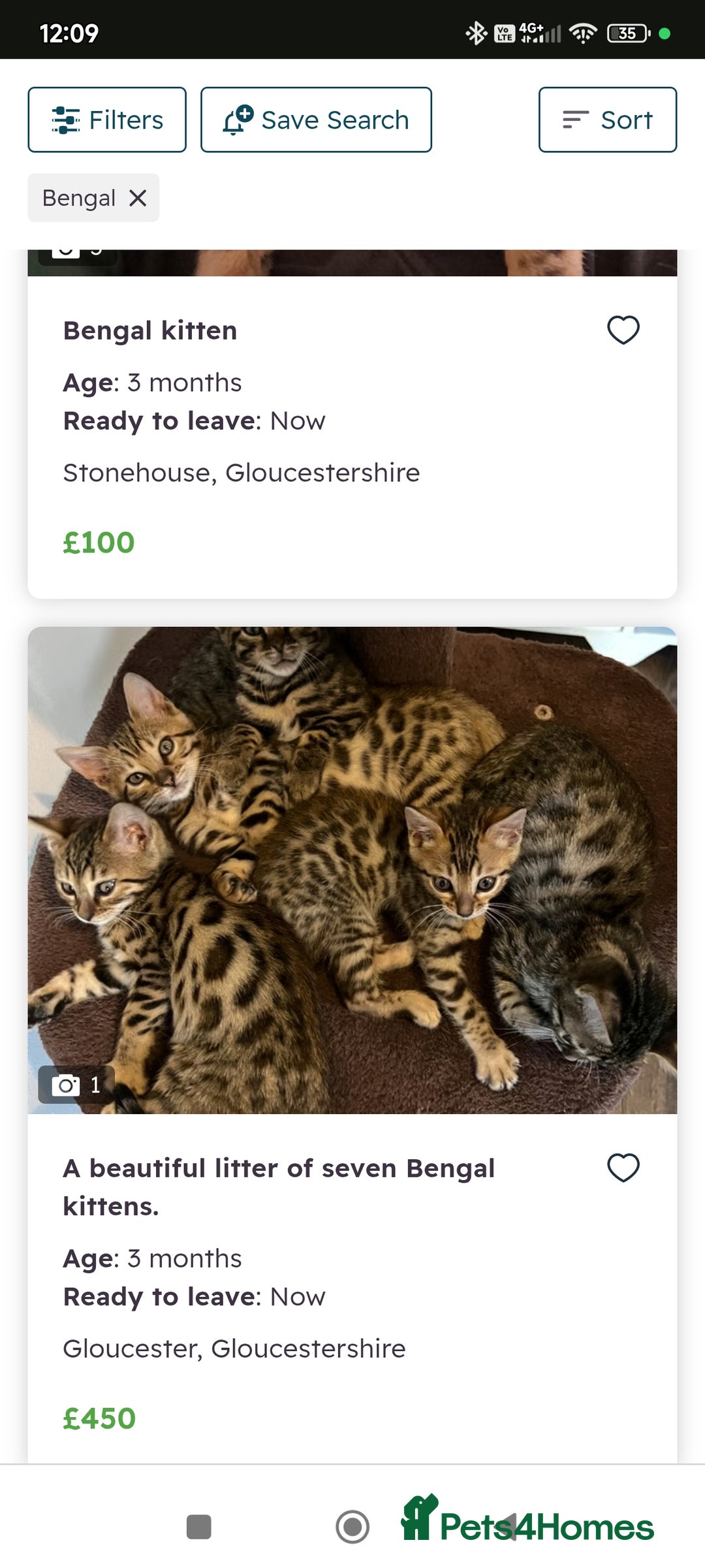 Bengal cats for sale: Male Bengal kitten  - Image 7