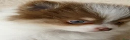 Pomeranian dogs for sale: Rare Colour Pomeranians | Blue & Green Eyes - Advert 4