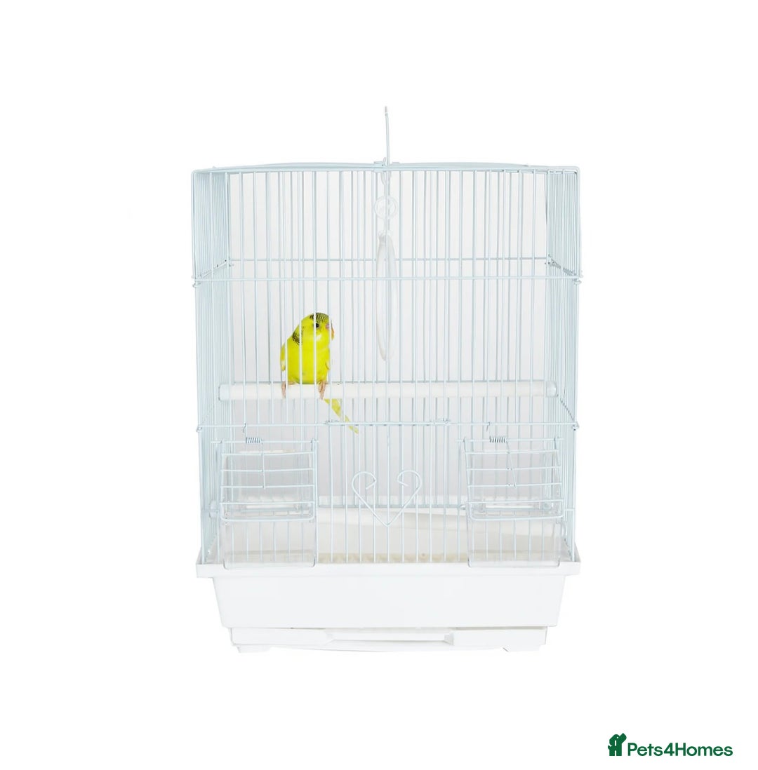 Budgerigars birds for sale: Budgies for sale, cages available, in good health - Advert 17